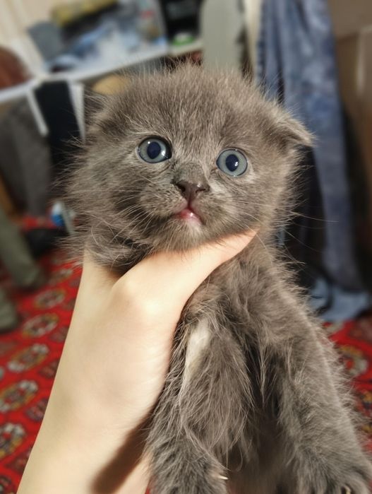 Scottish fold sotiladi ikki oylik qiz bola
