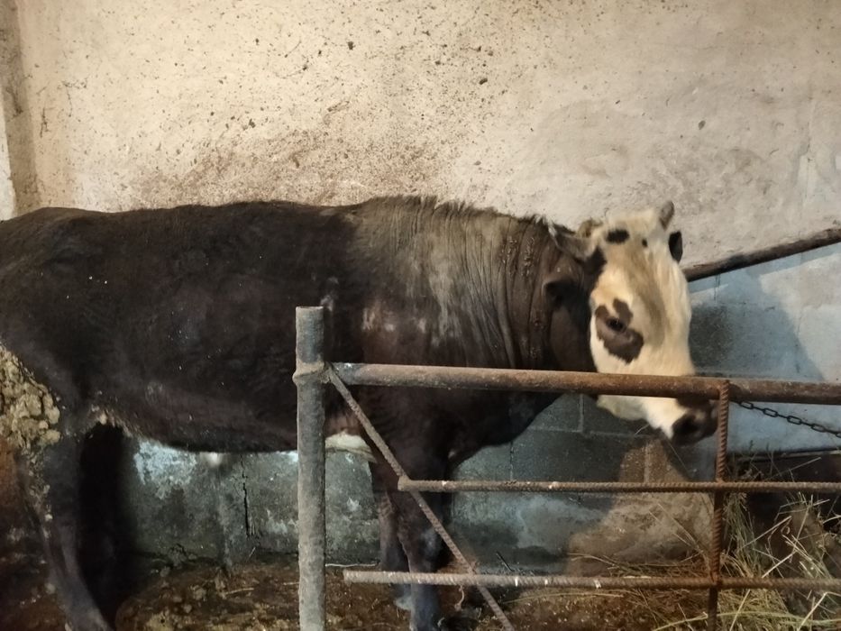 Шұғыл түрде 800 000тг  бұқа сатам.