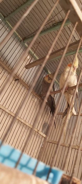 KARELLA Zotlikva chiroylik qushlar NERAZUSHKA PARA