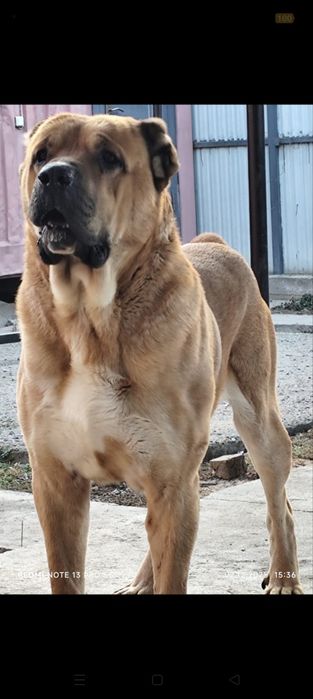 Продам взрослого Алабая!