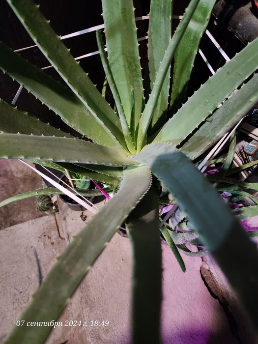 Продам Алоэ Вера 5 лет