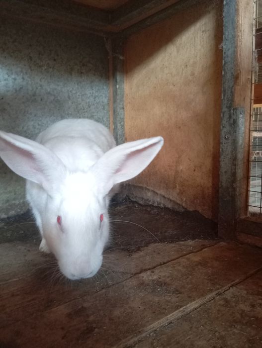 Quyon sotiladi hikol