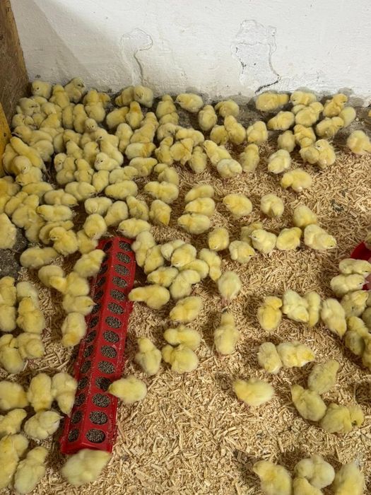 Цыплята броллеры кобб 500