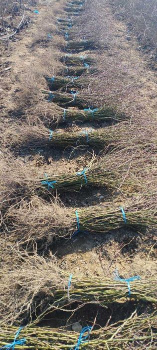 продаётся шиповник (растение)