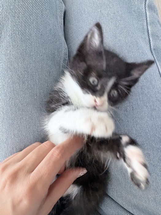 Подарявам малко котенце