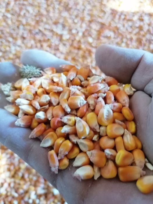 Porumb boabe de vânzare