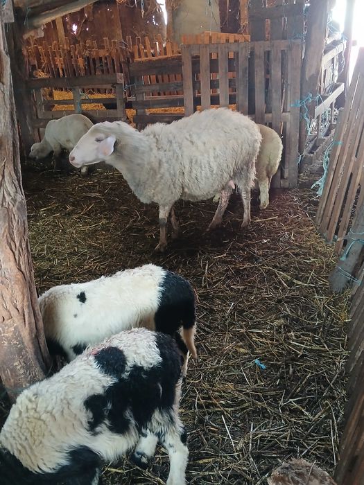 Свободни млади овце