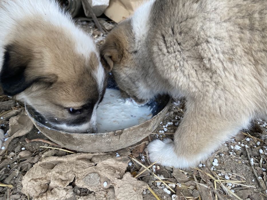 Срочно продам щенки Алабая (САО)