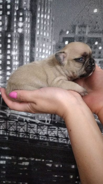 Профессиональный питомник собак