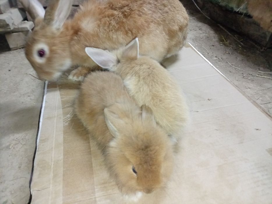 Burgunskiy ona quyon