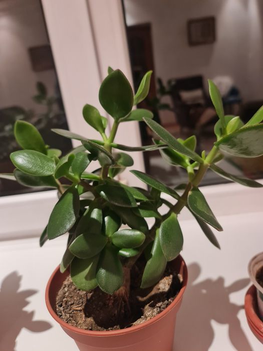 Денеж.дерево очень красивые комнатные цветы.