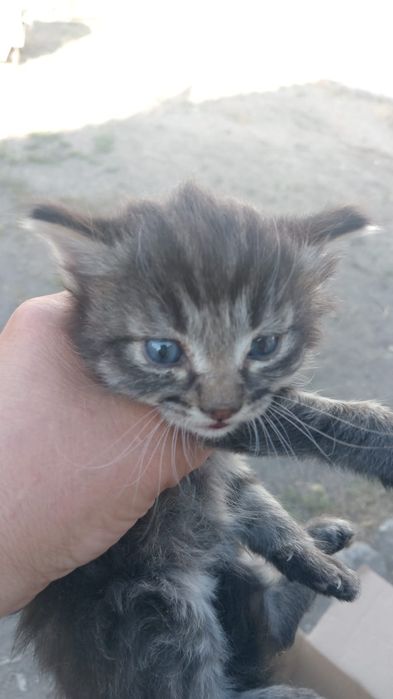 Отдам котят даром