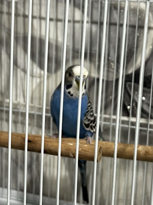 Продам попугая с клеткой