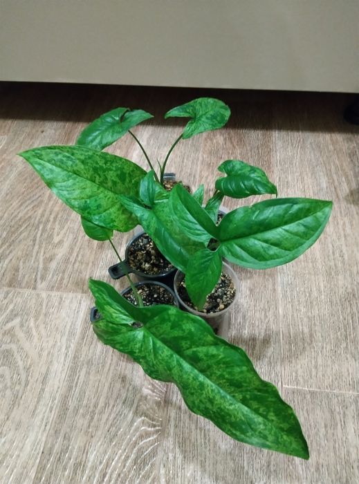 Комнатные растения