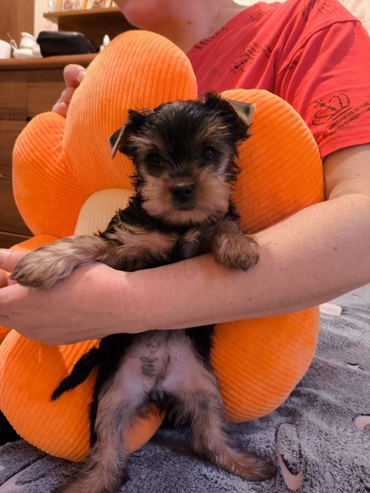 Йоркширский терьер