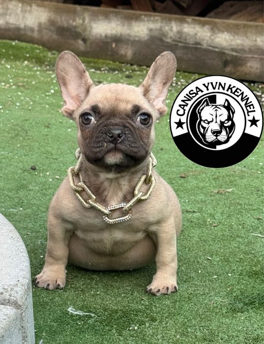 Femela buldog francez cu pedegree