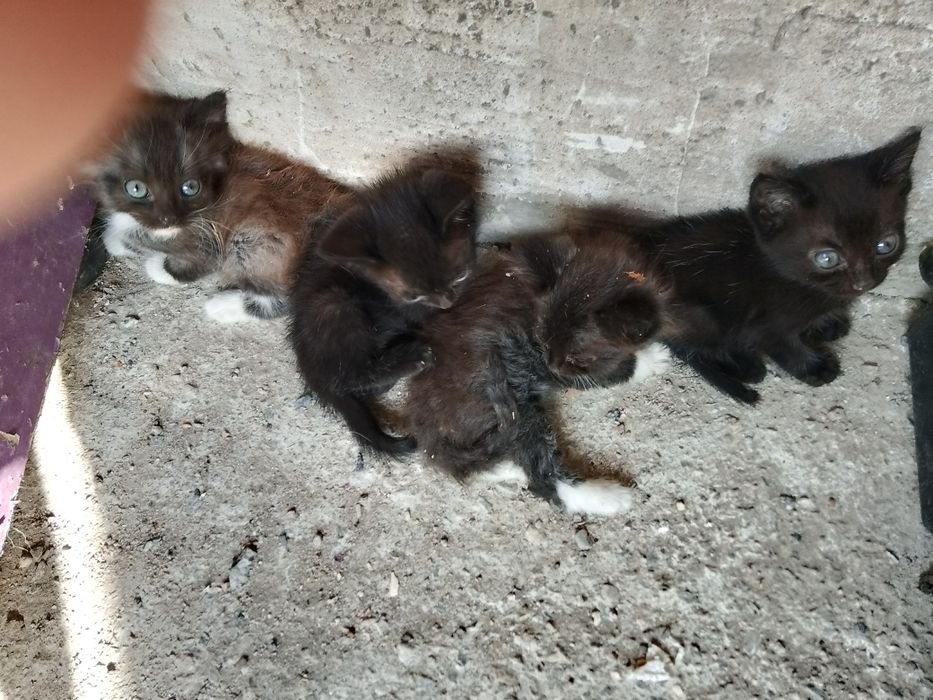 Отдам котят в хорошие руки
