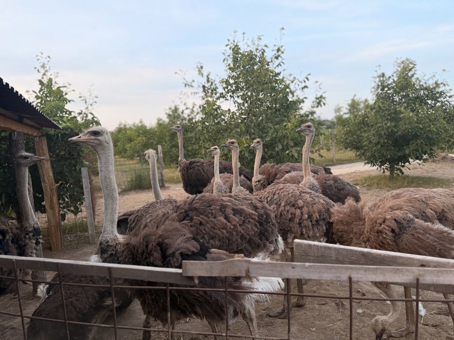 Struți africani de vânzare – sănătoși și bine întreținuți