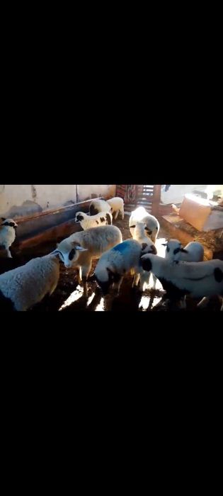 Miei frumosi de vanzare