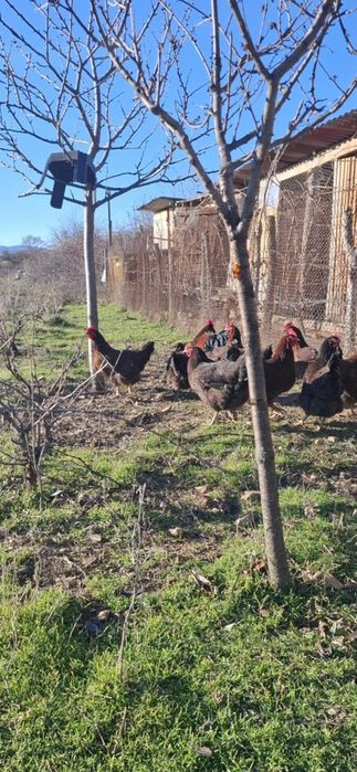 Яйца от катунски кокошки