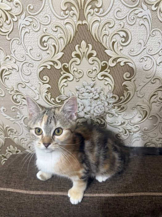 Котята  игривые в добрые руки