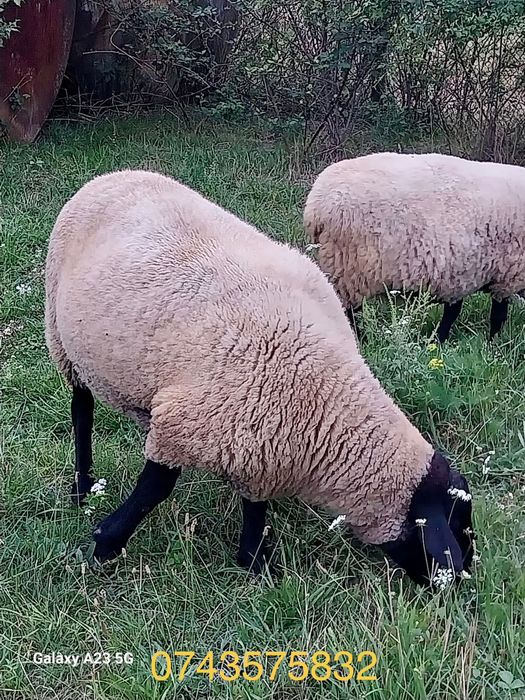 Berbeci Suffolk 1 an si 2 ani