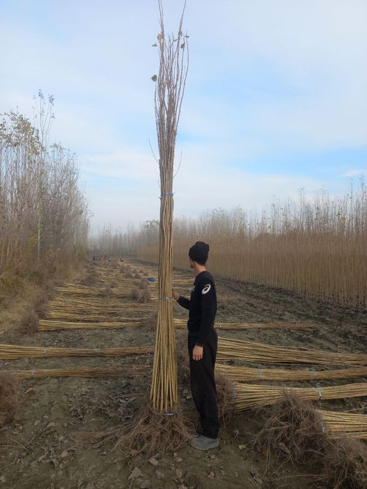 Терак кочатлари чекланмаган микдорда.