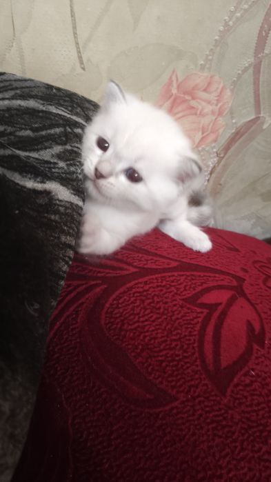 Отдам котенка, девочка, бело-молочная