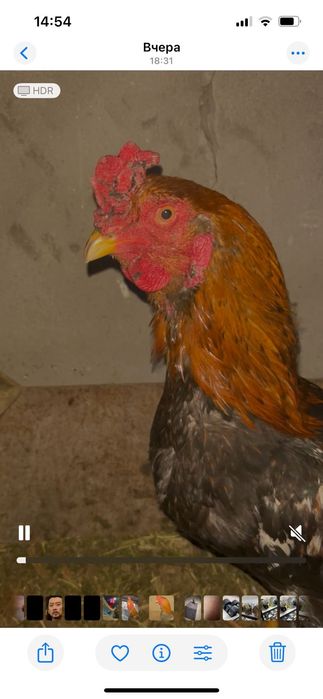 Досашны петушок Продаётся