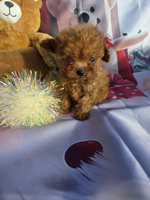 Резервирано !Пудел тийкъп момче