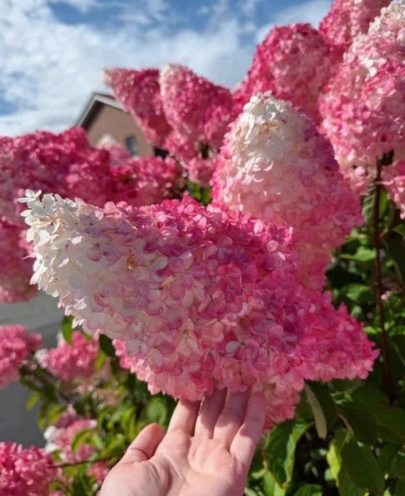 Метельчатая гортензия