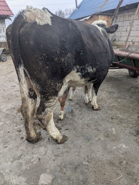 Vând vaca fătată cu vitica