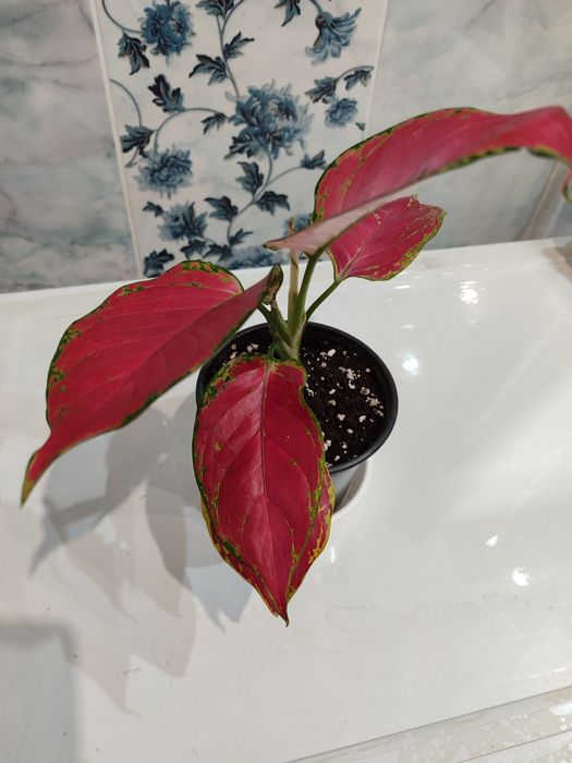 Аглоэнема красная