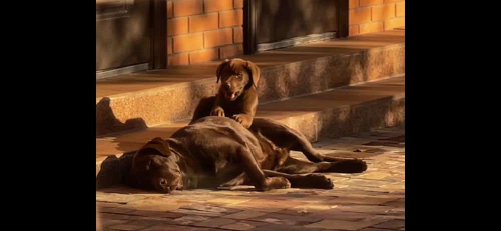 Вязка Лабрадор Ретривер кобель