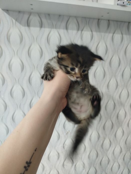 Открыта бронь на котят мейн кун