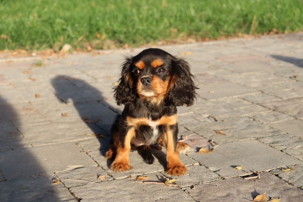 Щенки Кавалер Кинг Чарльз Спаниель