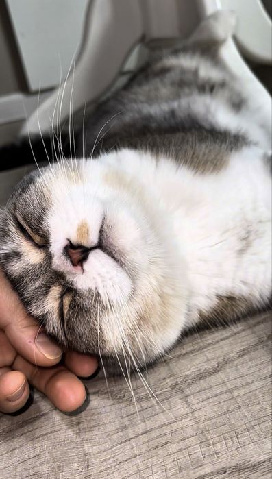 Срочно! Скоттиш Фолд дешево