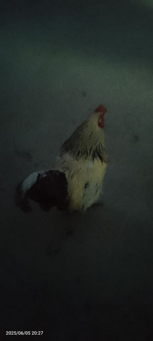 brama tovuqlari zoti toza akalar sirochni pul kerek