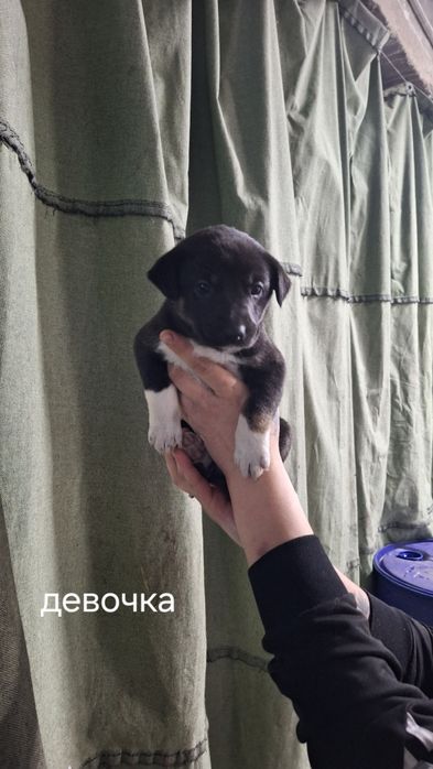 Отдам в добрые руки