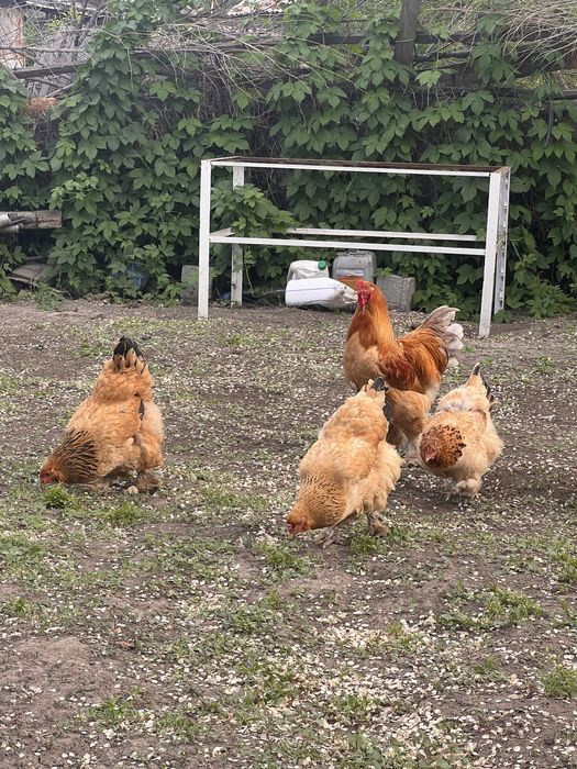 Продам цыплят брама 2 недели