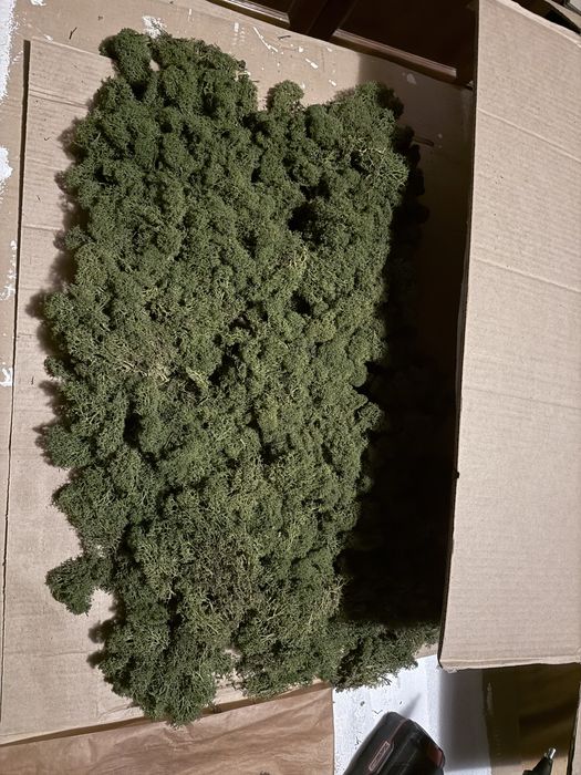 Скандинавски мъх