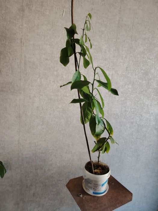 Лимоны плодоносящие