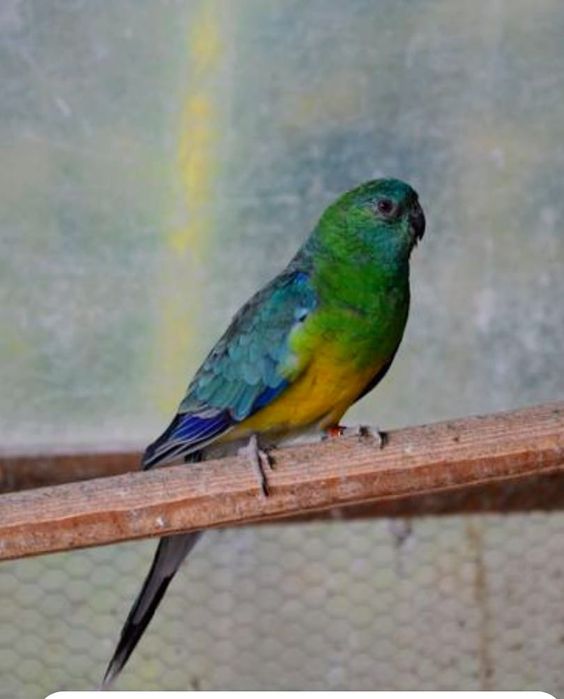 Papagal cântător masculi