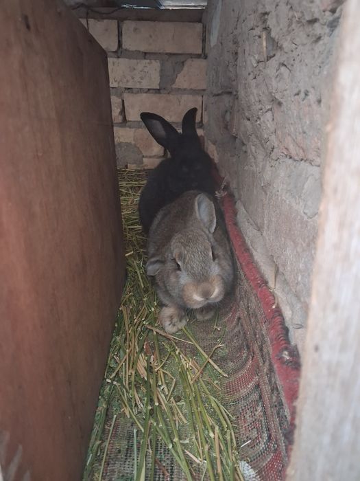 Куен болалари катта буладиган