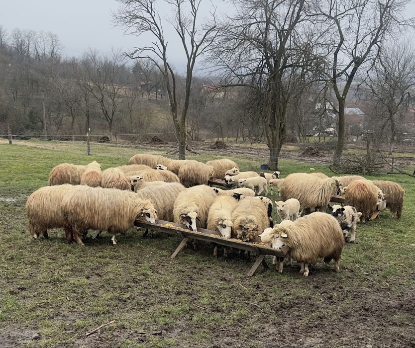 Vând oi tinere cu miei