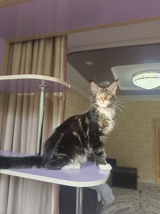 Кошка:Мейн-кун сатылады!