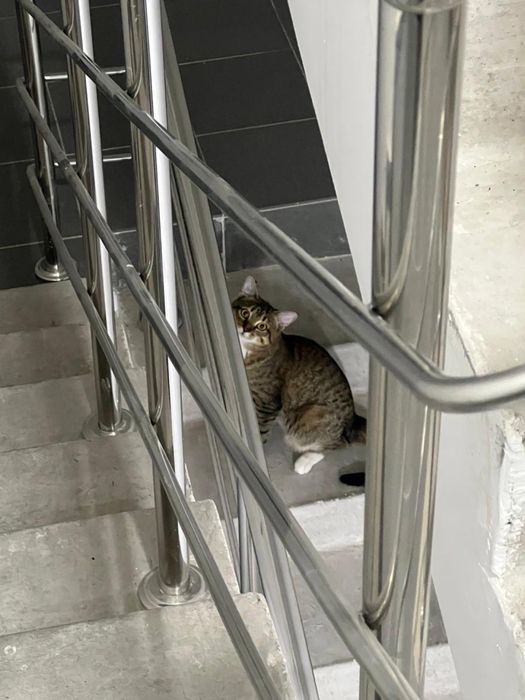 Отдам беслатно кота добрый мальчик