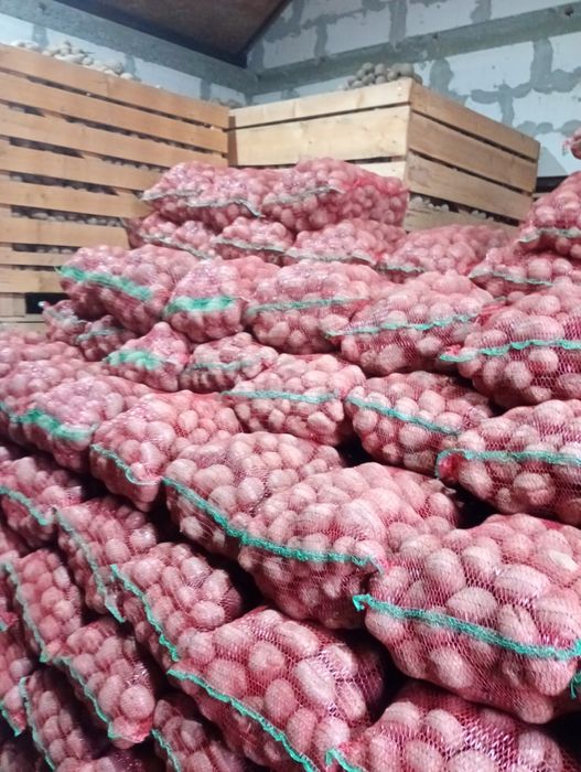 Cartof consum si sam Bellarossa