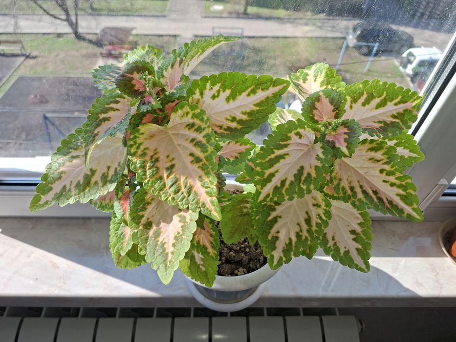 Комнатные цветы  - Колеус