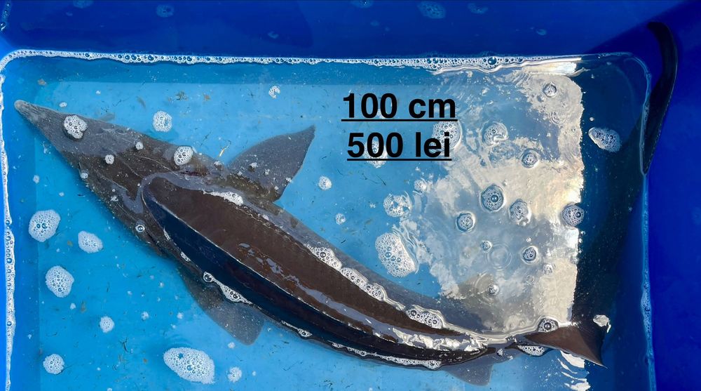 Crapi koi, sturion nisetru siberian, dimensiuni mari din iazul propriu